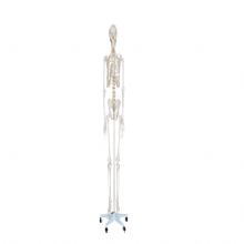  人體骨骼模型XC-101 180cm