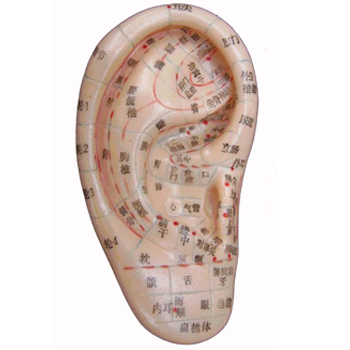 上海經(jīng)絡通耳穴模型/耳針模型/耳朵模型/針灸耳模型模型 13CM