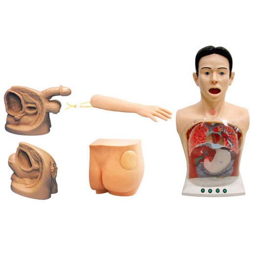  新型基礎(chǔ)護理實習操作模型（五部件）KAS-17  