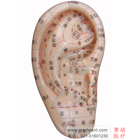上海經(jīng)絡通 耳穴模型 針灸耳模型 13cm