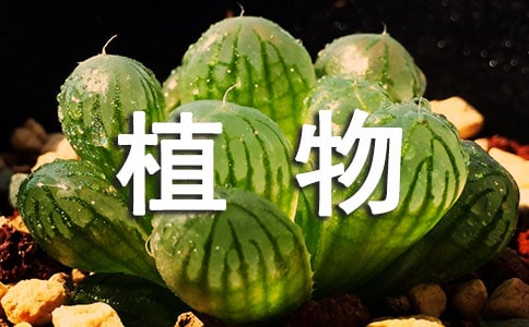 �����]��ֲ������꼉����300��10ƪ